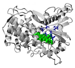 Directed Enzyme Evolution